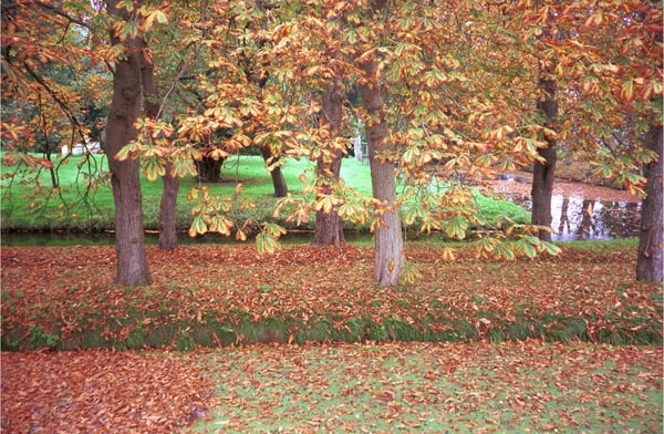 bf01-autumn2001p007amstel